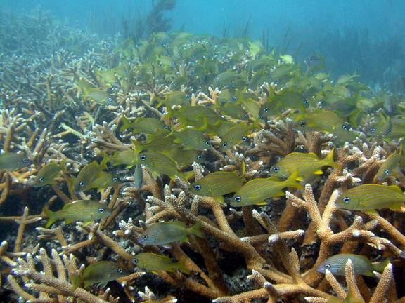 French grunts and Staghorn Coral.