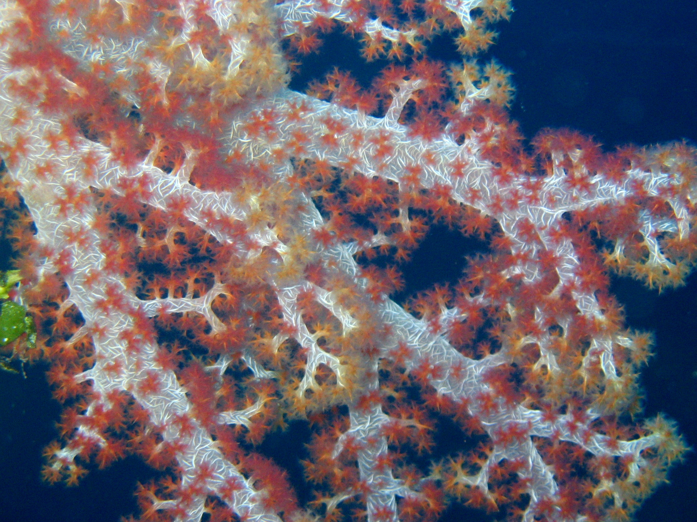 soft coral polyps