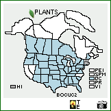 Distribution of Bouteloua curtipendula (Michx.) Torr. var. curtipendula. . Image Available. 