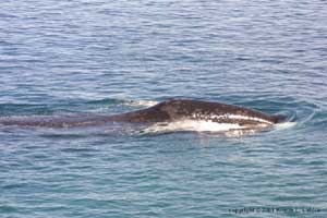 bowhead whales
