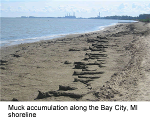 Photo of muck accumulation along the Bay City, MI shoreline