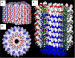 Artificial Membrane Pores that transport protons
