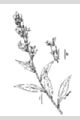 View a larger version of this image and Profile page for Lobelia siphilitica L.