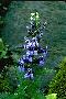 View a larger version of this image and Profile page for Lobelia siphilitica L.