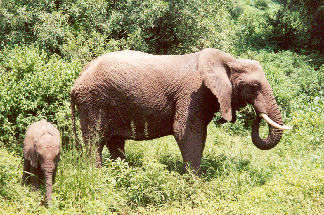 Image - Elephant and Baby