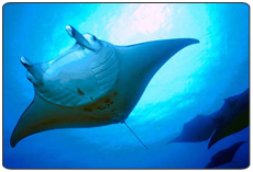 Photo Credit : Yap Manta Ray Hotel http://www.divetrip.com/manta_ray_bay.htm