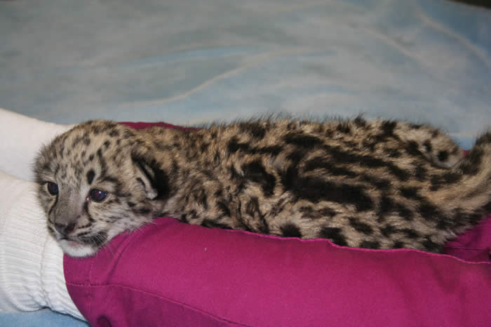 Snow Leopard Cub at Rio Grande Zoo