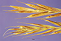 View a larger version of this image and Profile page for Festuca brevipila Tracey