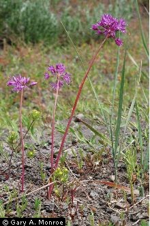 Photo of Allium bisceptrum S. Watson var. bisceptrum