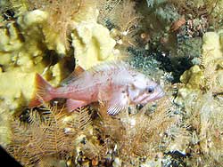 northern rockfish (Sebastes polyspinis) surrounded by hydroids, bryozoans, and sponges (near Adak Island)