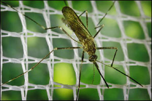Photo: Mosquito