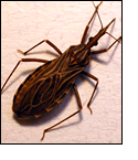 Close-up of Bug- Chagas Vector