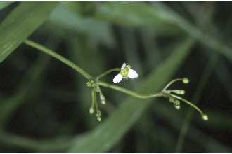 Photo of Alisma subcordatum Raf.