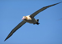 Short-tailed albatros flying. Photo: Hiroshi Hasegawa