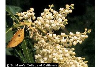 Photo of Arbutus menziesii Pursh