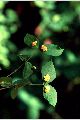 View a larger version of this image and Profile page for Euonymus americanus L.