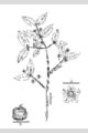 View a larger version of this image and Profile page for Euonymus americanus L.