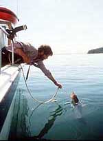 Landing a halibut