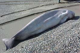 Dead beluga whale on a beach.