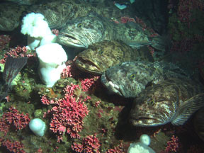 Six Lingcod resting among some coral on the Sitka Pinnacles