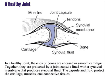 An illustration of a healthy joint