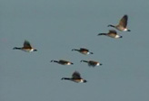 Migrating geese.  Click to see movie.