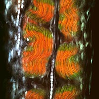 A view of a rat tail tendon using second-harmonic generation microscopy.�The collagen fibrils show up in green and red.