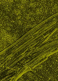 An atomic-force-microscopy image of collagen fibrils in a collagen fiber.
