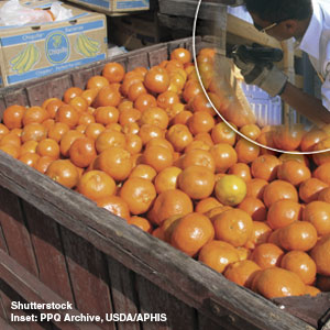 Photo: Crate of oranges and boxes of bananas; inset of APHIS inspector looking in crates