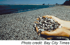 Aquatic Invasive Species: zebra mussels on beach