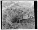  Sand crab; Kitty Hawk, North Carolina 