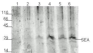Photograph of Western blot of canned mushrooms inoculated with SEA, grown and then heat-treated.