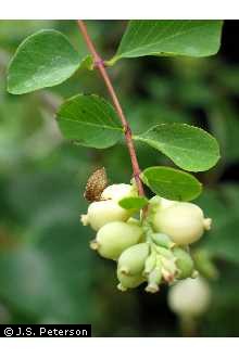 Photo of Symphoricarpos albus (L.) S.F. Blake