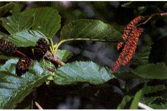 Photo of Alnus incana (L.) Moench