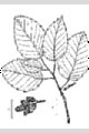 View a larger version of this image and Profile page for Alnus incana (L.) Moench