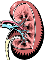 Picture of kidney