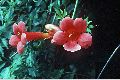 View a larger version of this image and Profile page for Campsis radicans (L.) Seem. ex Bureau