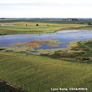 Photo: Restored wetland