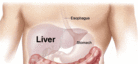 Illustration of the liver. - Click to enlarge in new window.