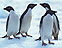 [Penguins image]