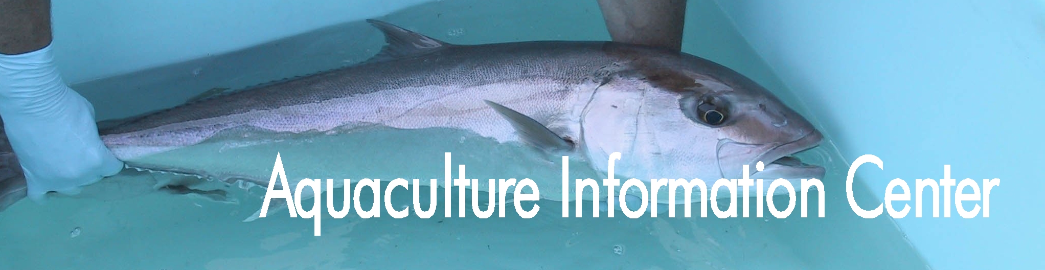 amberjack banner