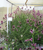 Echinacea plant in field cage