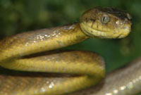 Brown treesnake (Boiga irregularis) in defensive posture.