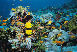 Coral Reef