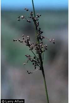 Photo of Juncus roemerianus Scheele