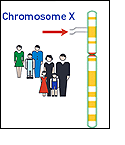 Illustration of people and chromosome x