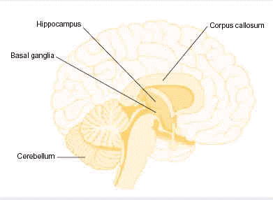 Figure1: Brain areas affected by prenatal alcohol exposure.