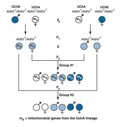 Breeding scheme used to determine the role of Aldh2 alleles