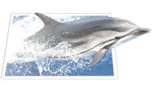 dolphin leaping