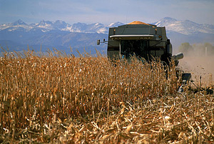photo of corn harvesting